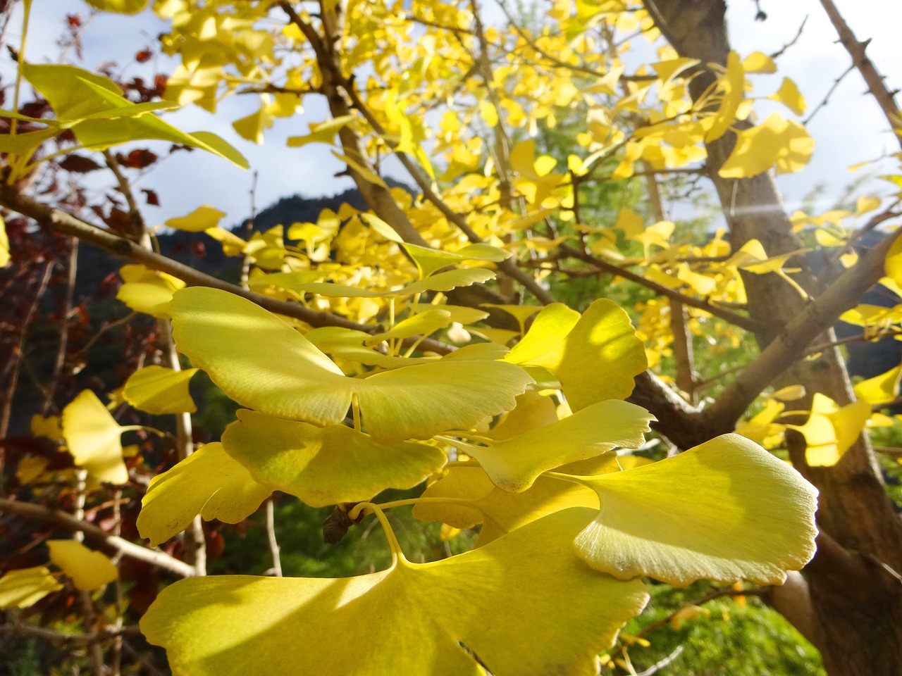 Preserving Leaves for Year-Round Crafts